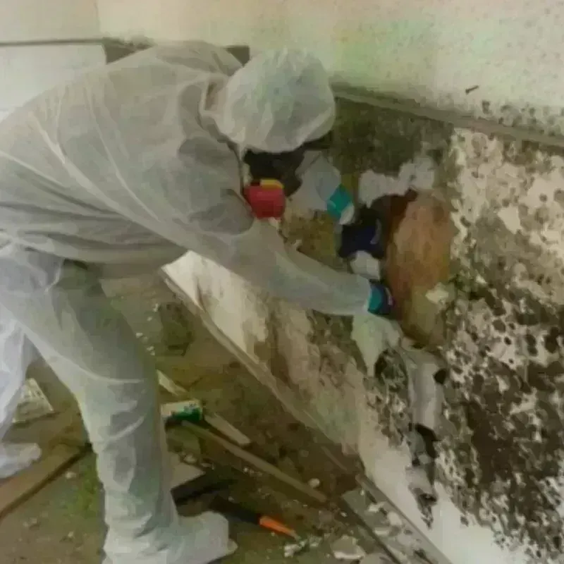 Mold Remediation and Removal in Center Point, IA